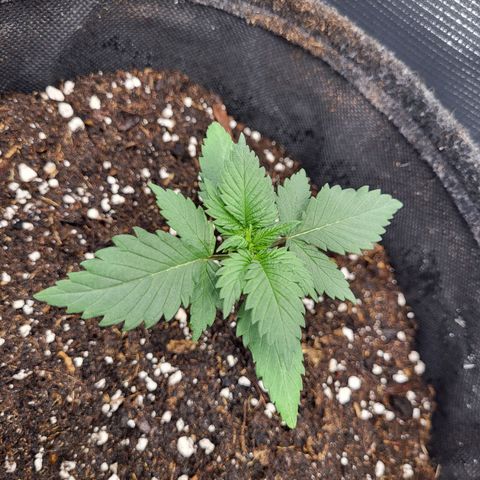 Amnesia Lemon growlog timeline photo