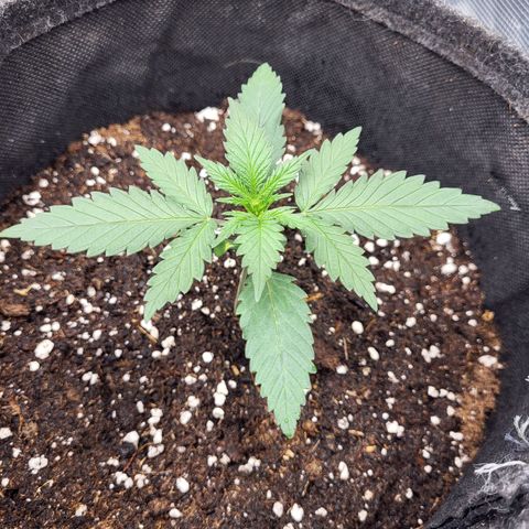 Granddaddy Purple growlog timeline photo