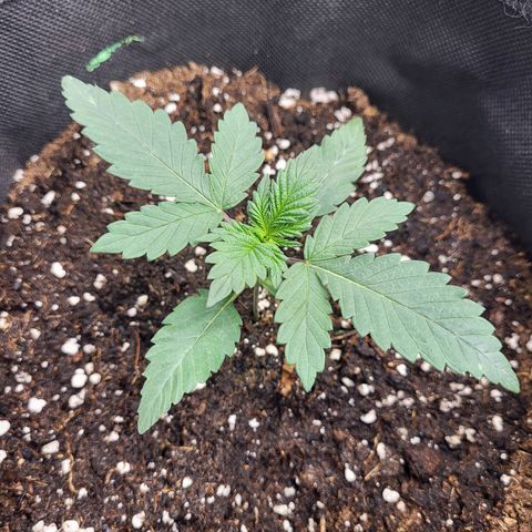 Blue Forest Berry growlog timeline photo