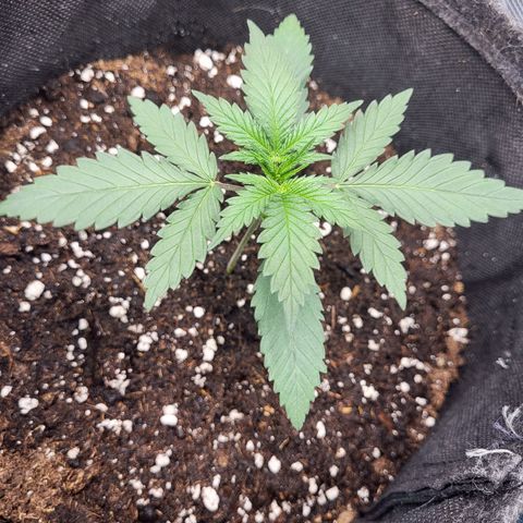 Granddaddy Purple growlog timeline photo