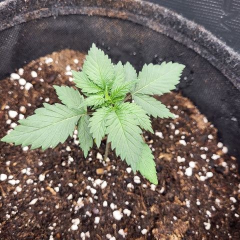 Amnesia Lemon growlog timeline photo