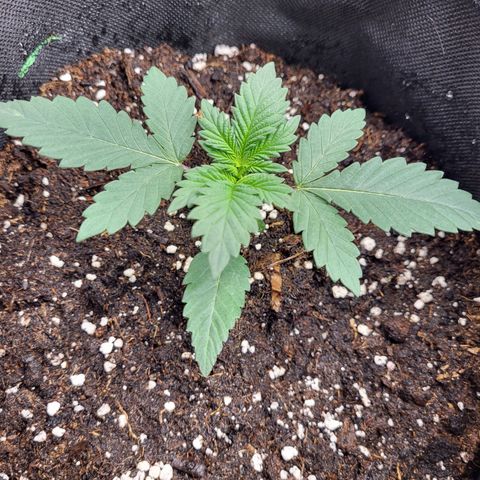 Blue Forest Berry growlog timeline photo