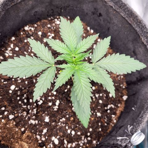 Granddaddy Purple growlog timeline photo
