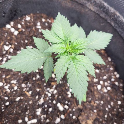 Amnesia Lemon growlog timeline photo