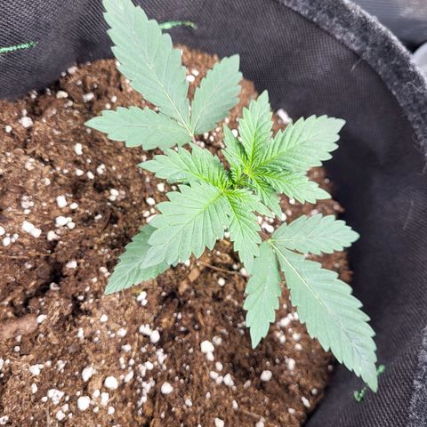 Blue Forest Berry growlog timeline photo