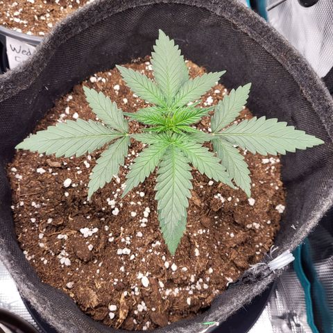 Granddaddy Purple growlog timeline photo