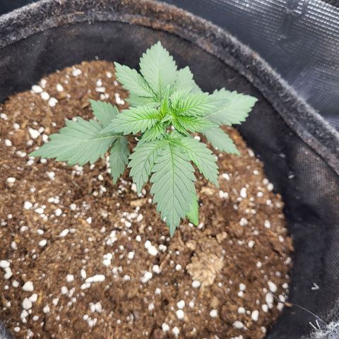 Amnesia Lemon growlog timeline photo