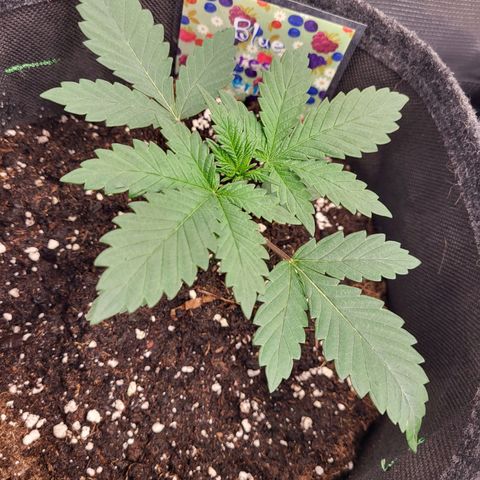 Blue Forest Berry growlog timeline photo
