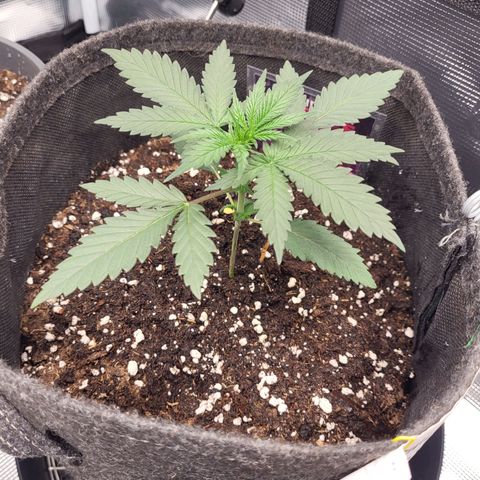 Granddaddy Purple growlog timeline photo