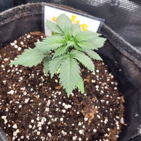 Amnesia Lemon growlog timeline photo