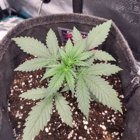 Granddaddy Purple growlog timeline photo
