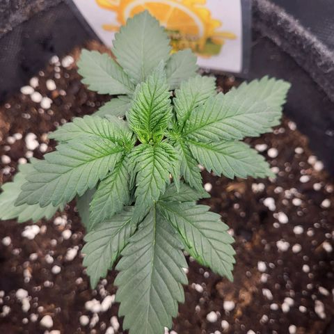 Amnesia Lemon growlog timeline photo