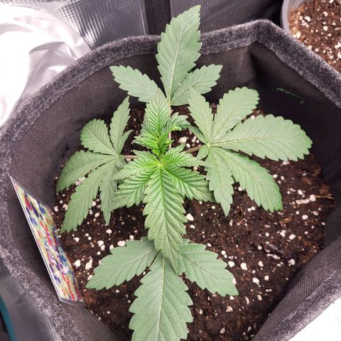 Blue Forest Berry growlog timeline photo