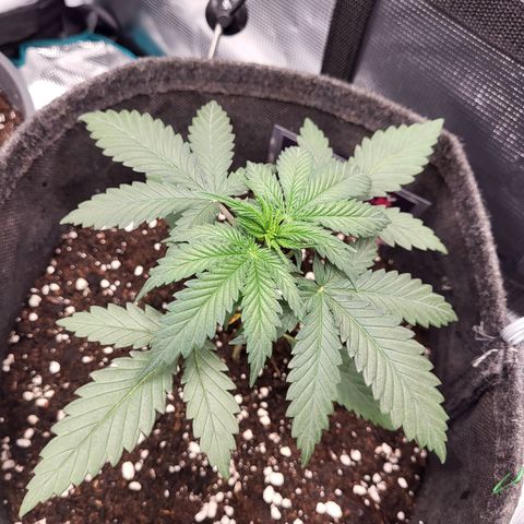 Granddaddy Purple growlog timeline photo