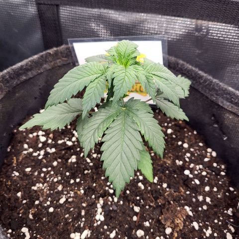 Amnesia Lemon growlog timeline photo