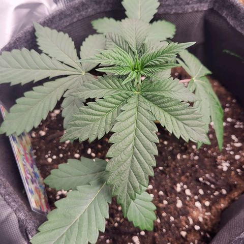 Blue Forest Berry growlog timeline photo