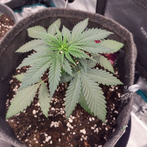 Granddaddy Purple growlog timeline photo