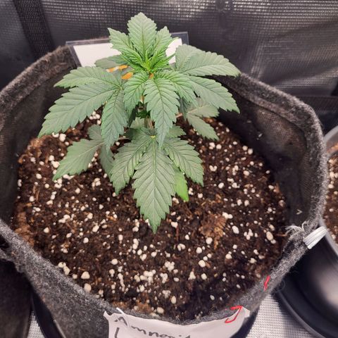 Amnesia Lemon growlog timeline photo