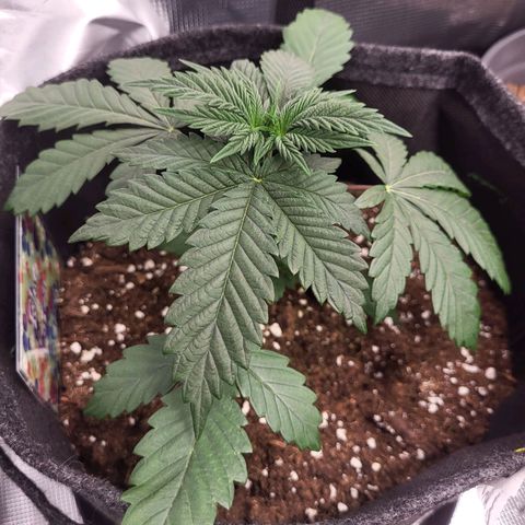 Blue Forest Berry growlog timeline photo