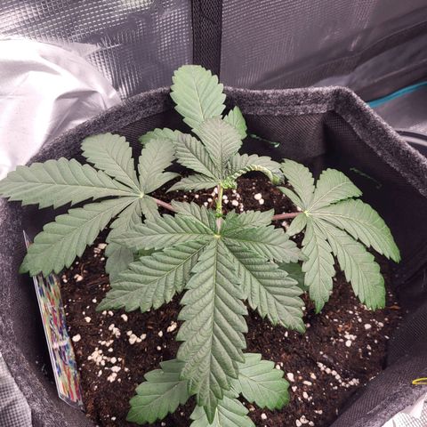 Blue Forest Berry growlog timeline photo