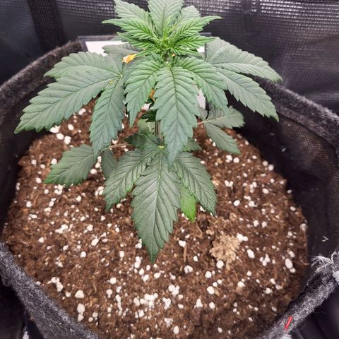 Amnesia Lemon growlog timeline photo