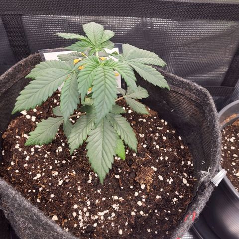 Amnesia Lemon growlog timeline photo