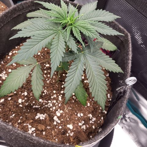 Granddaddy Purple growlog timeline photo