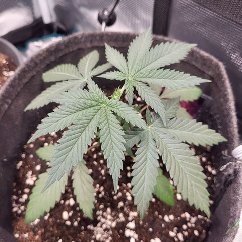Granddaddy Purple growlog timeline photo