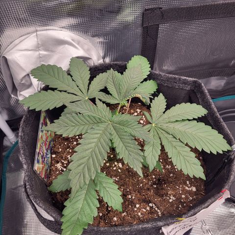 Blue Forest Berry growlog timeline photo