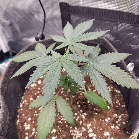 Granddaddy Purple growlog timeline photo
