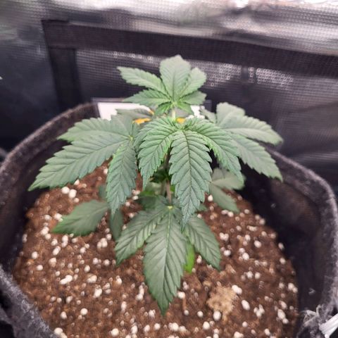 Amnesia Lemon growlog timeline photo