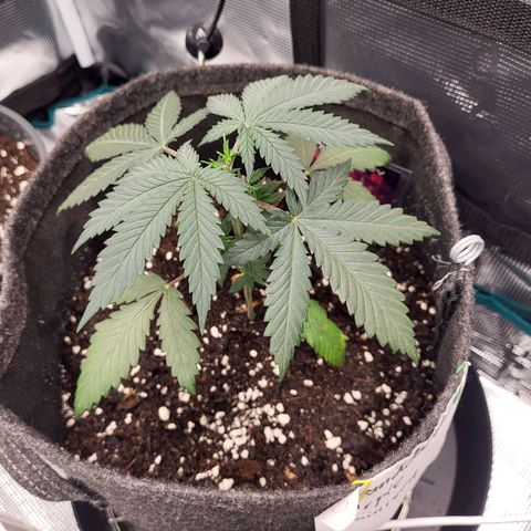Granddaddy Purple growlog timeline photo