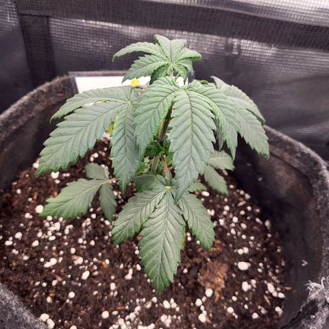 Amnesia Lemon growlog timeline photo