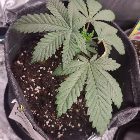 Blue Forest Berry growlog timeline photo