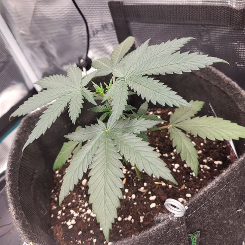 Granddaddy Purple growlog timeline photo