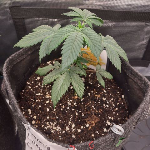 Amnesia Lemon growlog timeline photo