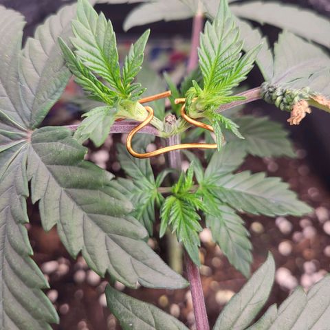 Blue Forest Berry growlog timeline photo