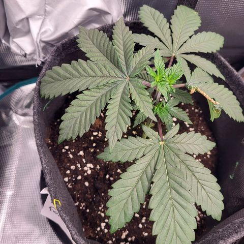 Blue Forest Berry growlog timeline photo