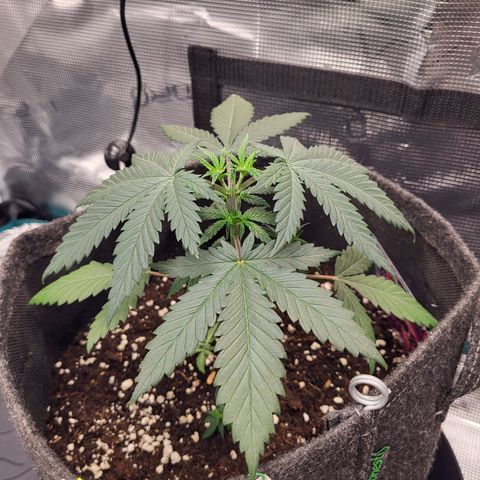 Granddaddy Purple growlog timeline photo
