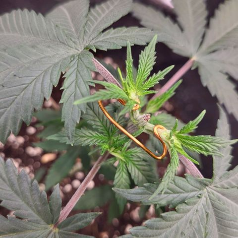 Granddaddy Purple growlog timeline photo