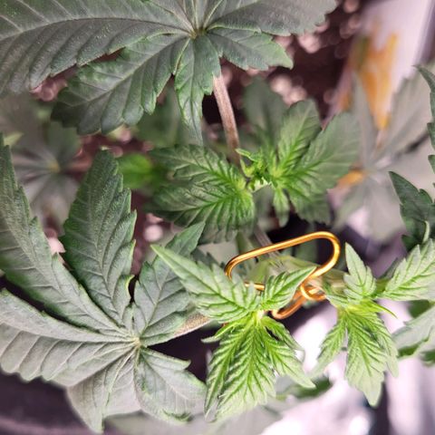 Amnesia Lemon growlog timeline photo