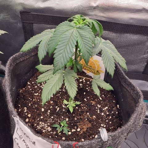 Amnesia Lemon growlog timeline photo