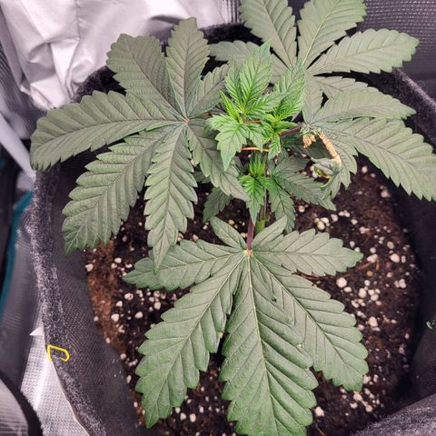 Blue Forest Berry growlog timeline photo