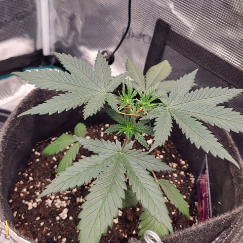 Granddaddy Purple growlog timeline photo