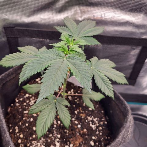 Amnesia Lemon growlog timeline photo