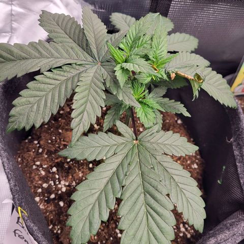 Blue Forest Berry growlog timeline photo