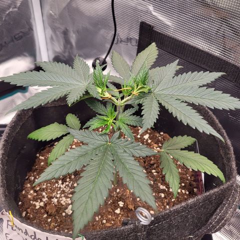 Granddaddy Purple growlog timeline photo