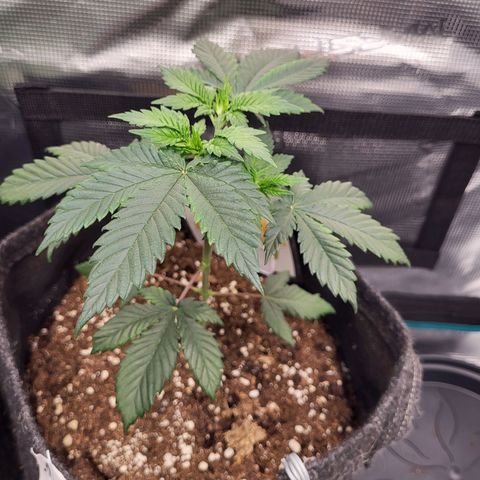 Amnesia Lemon growlog timeline photo
