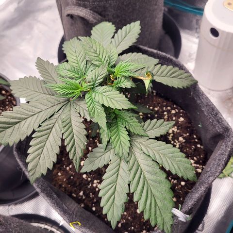 Blue Forest Berry growlog timeline photo