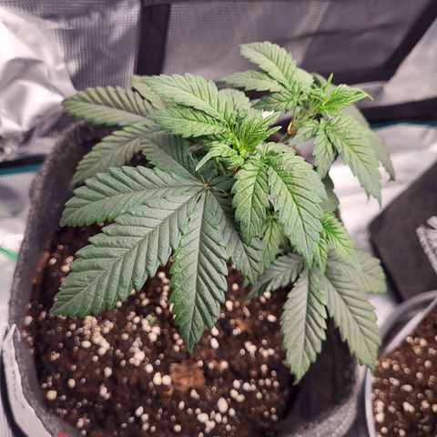 Amnesia Lemon growlog timeline photo